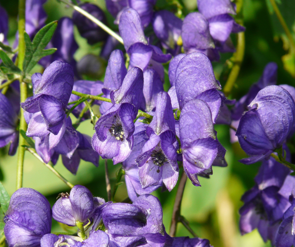 Aconitum